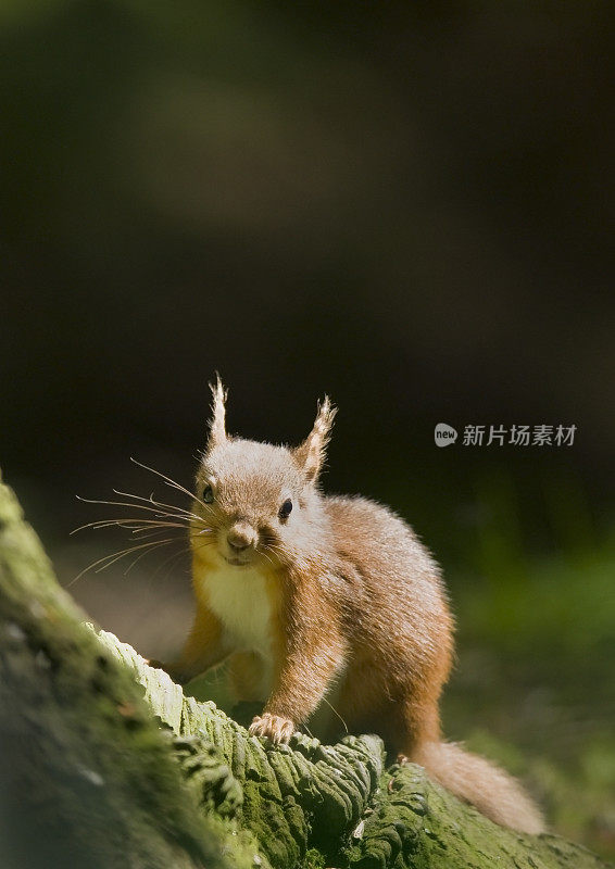 红松鼠(Sciurus vulgaris)